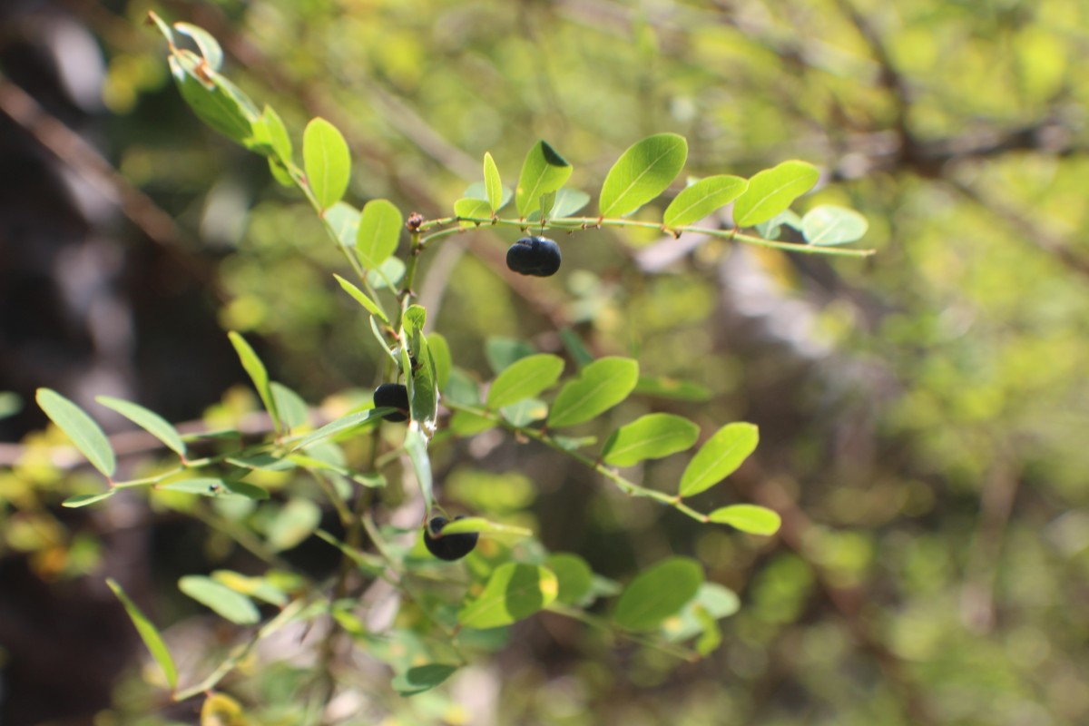 Phyllanthus reticulatus Poir.